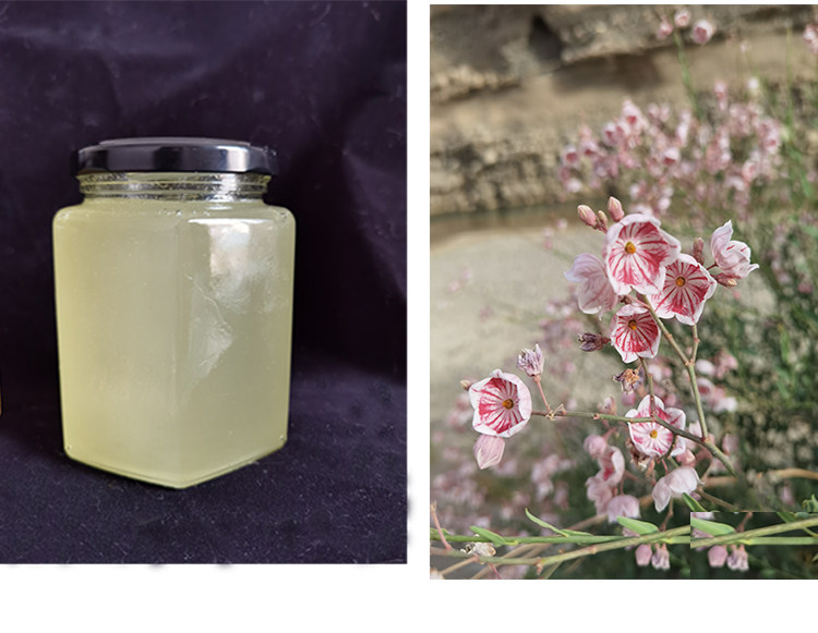 蜂蜜新疆罗布麻500克夏季产纯野生凉性中老年食用蜂蜜