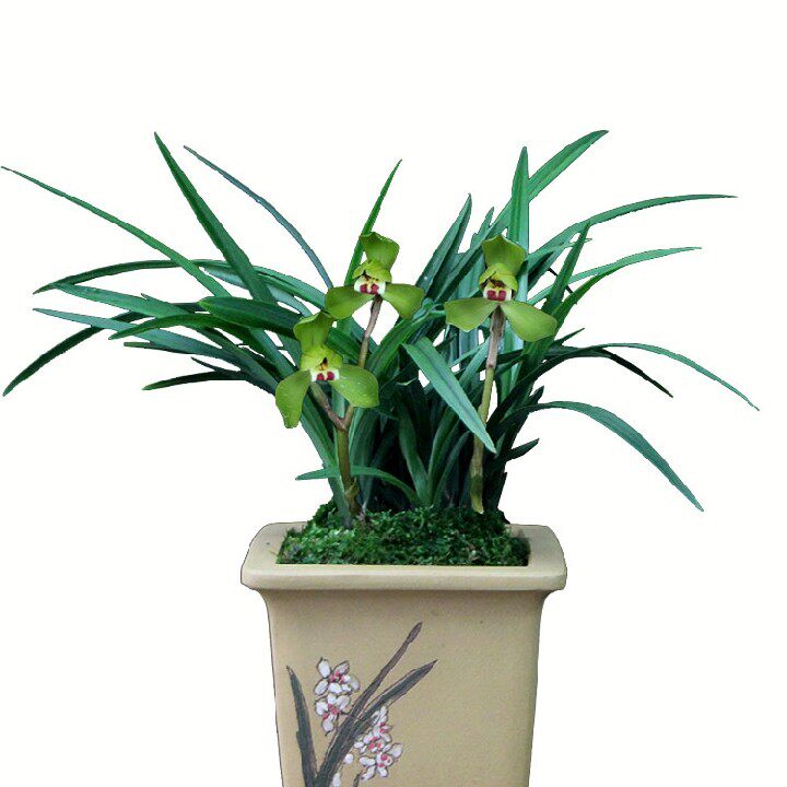 绿植花艺覆轮帝冠春兰兰花花卉种养易种养栽培时令草本花卉