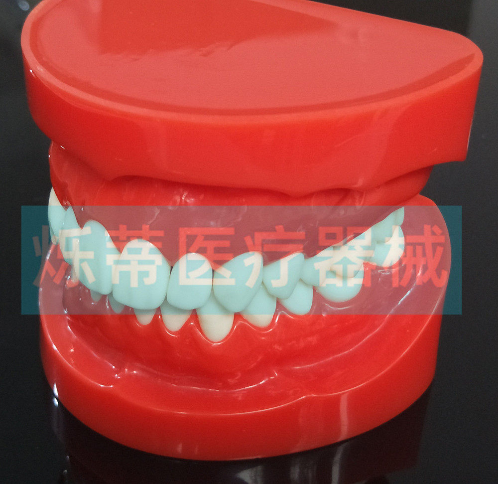 标准牙科成人28颗牙齿正畸矫正模型齿科口腔其他模型玩具