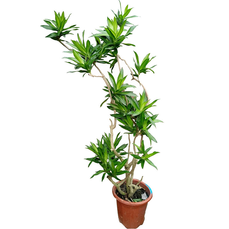 百合细叶养活绿植净化空气龙血植物盆栽叶盆栽室内观大型绿植