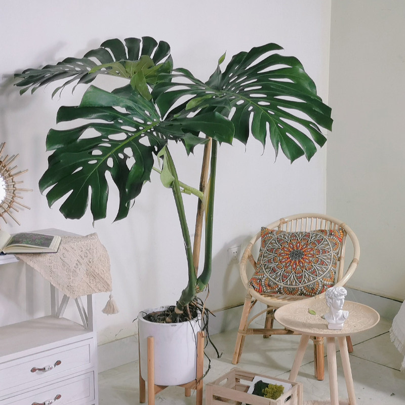 芳心室内大型盆栽龟背竹吸甲醛新房培土客厅绿植