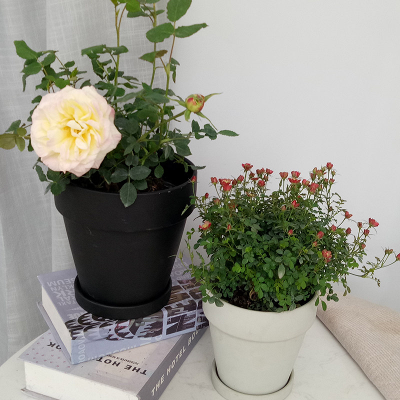 日本姬月玫瑰月季花带花苞盆栽室内阳台四季开花特大花植物月季花