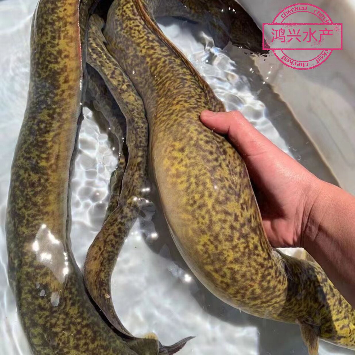 你吃过真正鲜活的鳗鱼吗?