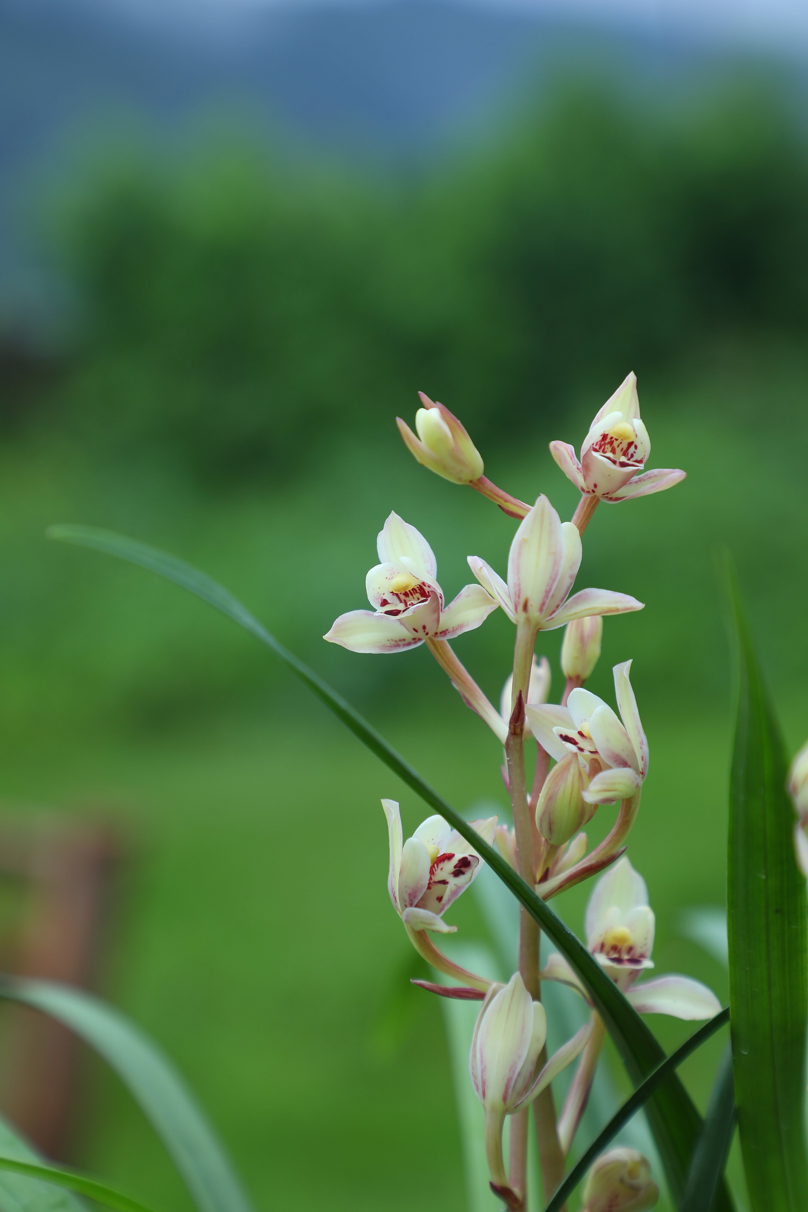 【冯达锋国兰】兰花苗 建兰花仙子,荷塘仙子粉红荷瓣浓香四季兰