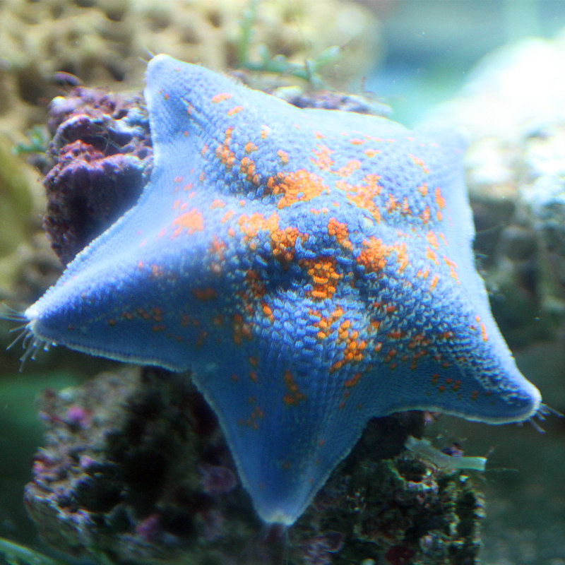 海星宠物活物小型好养天然鱼缸观赏水生小动其它水族宠物