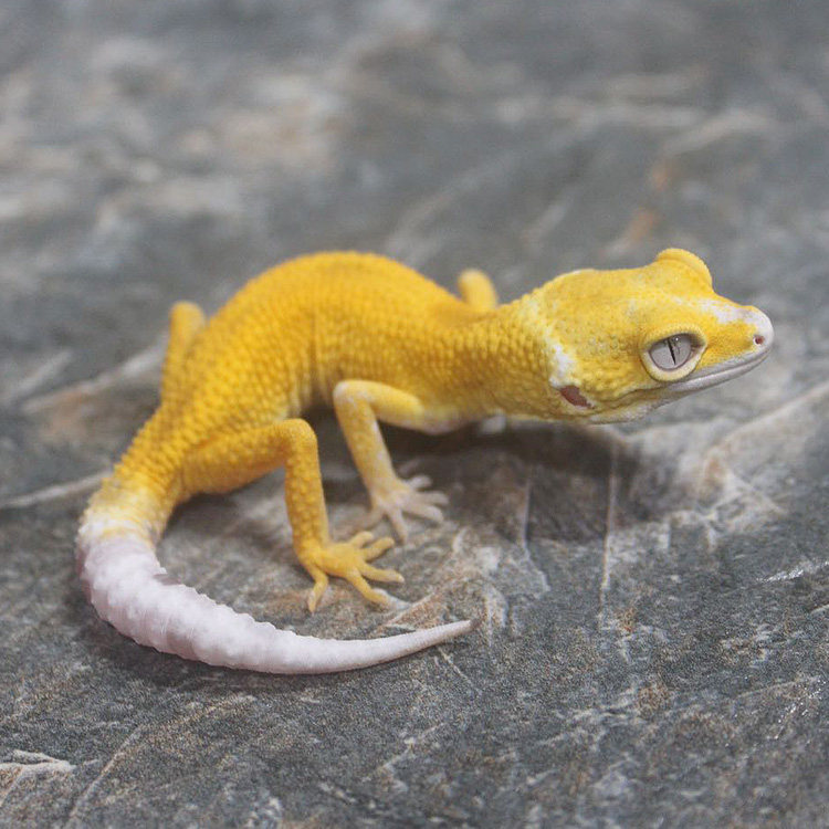 活体小宠豹纹守宫爬虫宠物蜥蜴新手入门爬宠宿舍萌宠银河恶魔白酒