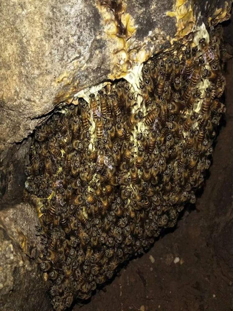 驱蜂药强效诱蜂水收蜂高老三驱赶洞内蜜蜂收蜂剂招蜂液快速收洞蜂