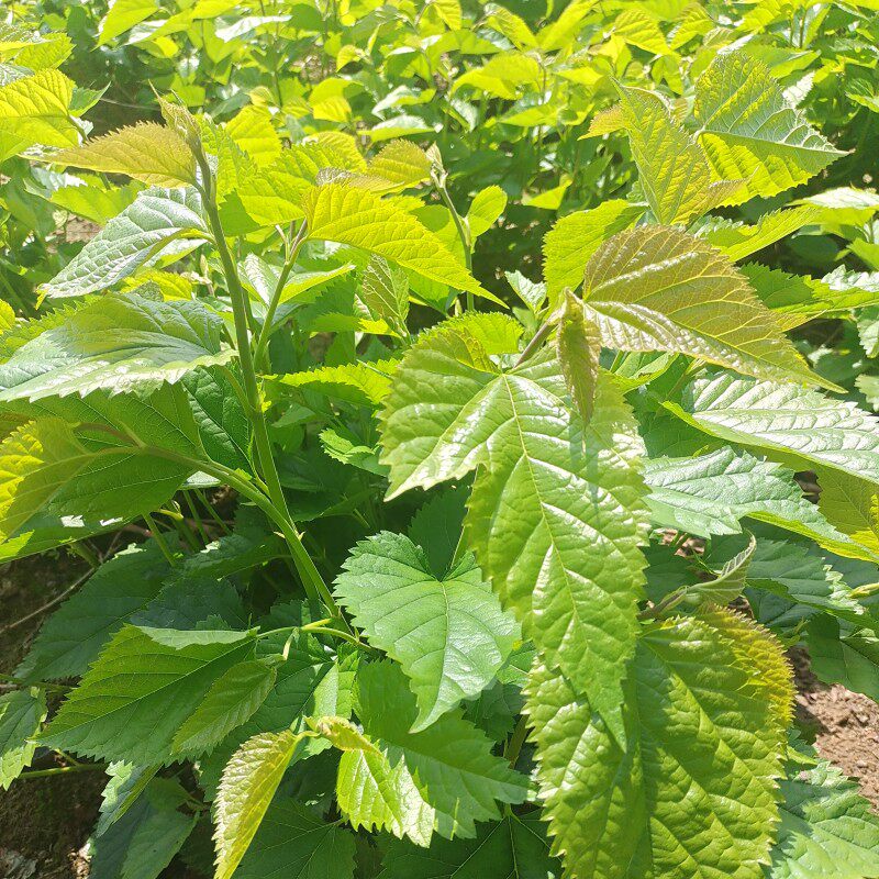 新鲜纯桑叶大片老汤特色菜酒店蔬菜新鲜现摘小蚕桑叶