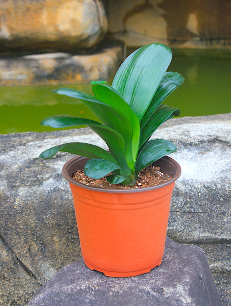 君子兰精品宽叶圆1113片叶子室内高档植物绿植盆栽时令草本花卉