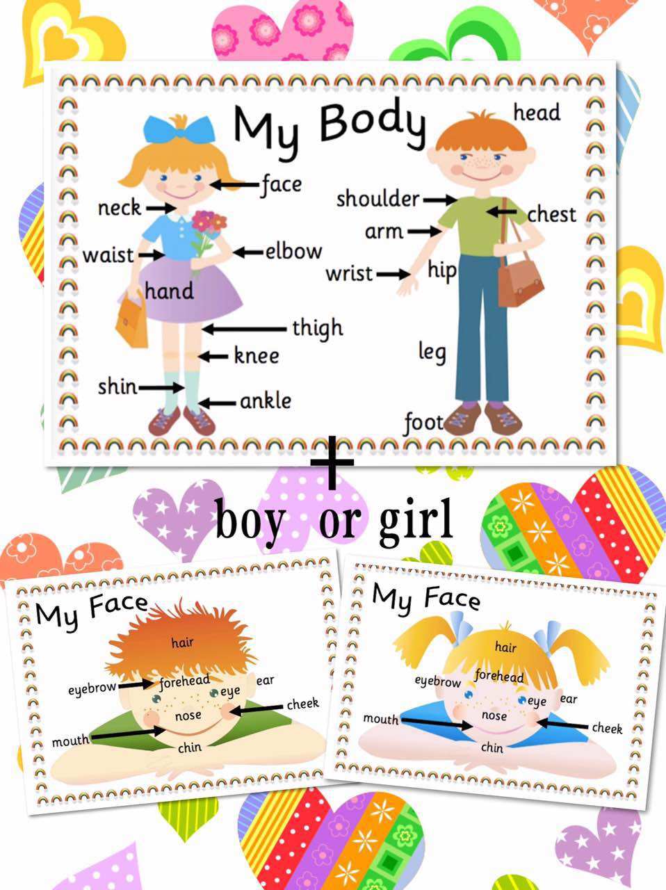 幼儿园早教童房墙面装饰海报bodyparts身体部位a4塑封一套2张