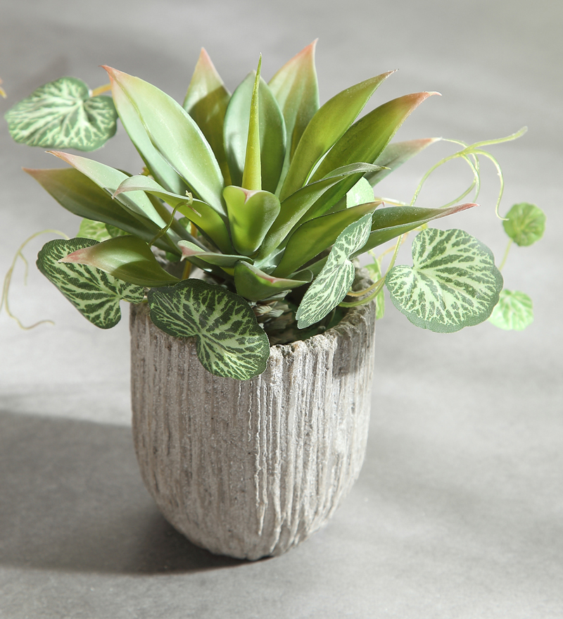 鲜花花卉盆栽室内多肉植物发财树巴西木兰花陶瓷花盆