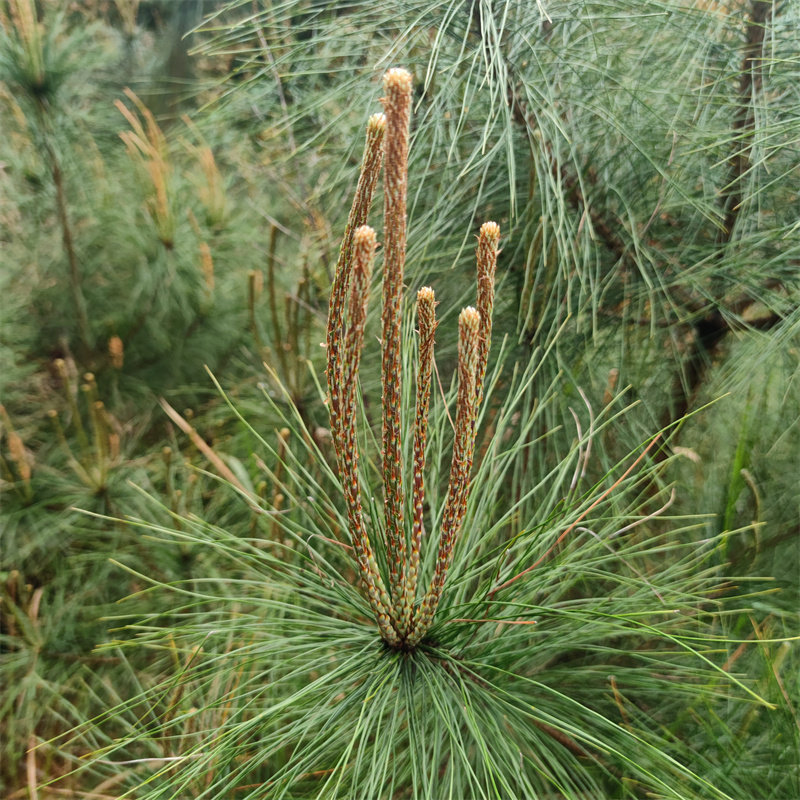 嫩芽松树松针大山生态养生贵州马尾松其他药食同源食品