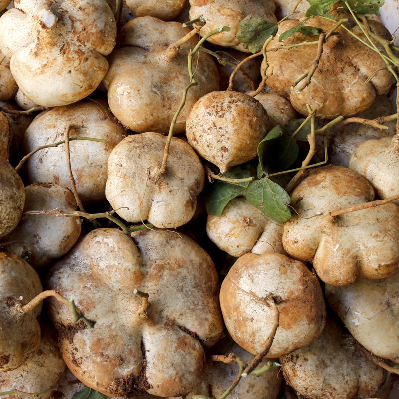 现挖萝卜菜地蔬菜农家弥勒云南5斤沙葛地新鲜番薯