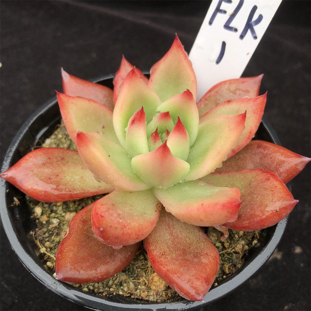 弗兰克10厘米正版一物一拍东云贵货精品多肉植物便携洁身器