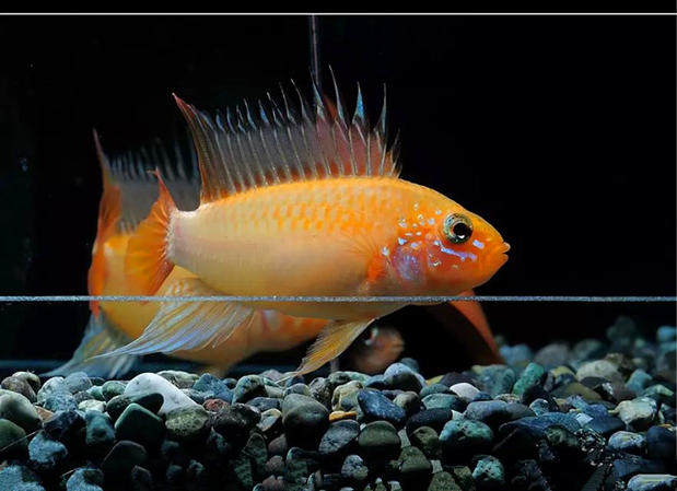 南美短鲷鱼黄金维吉塔血红维吉塔短鲷鱼活体宠物鱼马鲷维吉塔短鲷