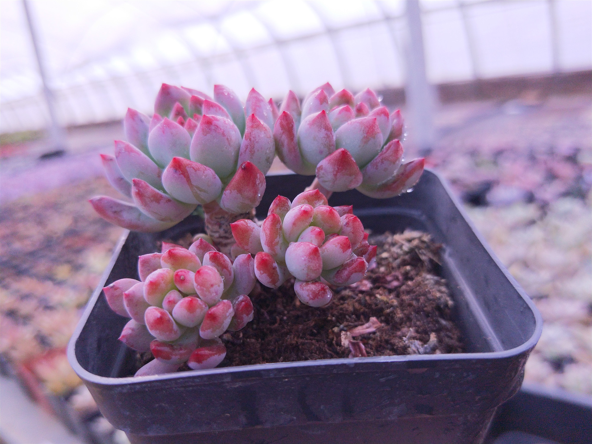 多姿园艺苹果蓝精灵精养状态多肉植物绿植盆栽多肉植物