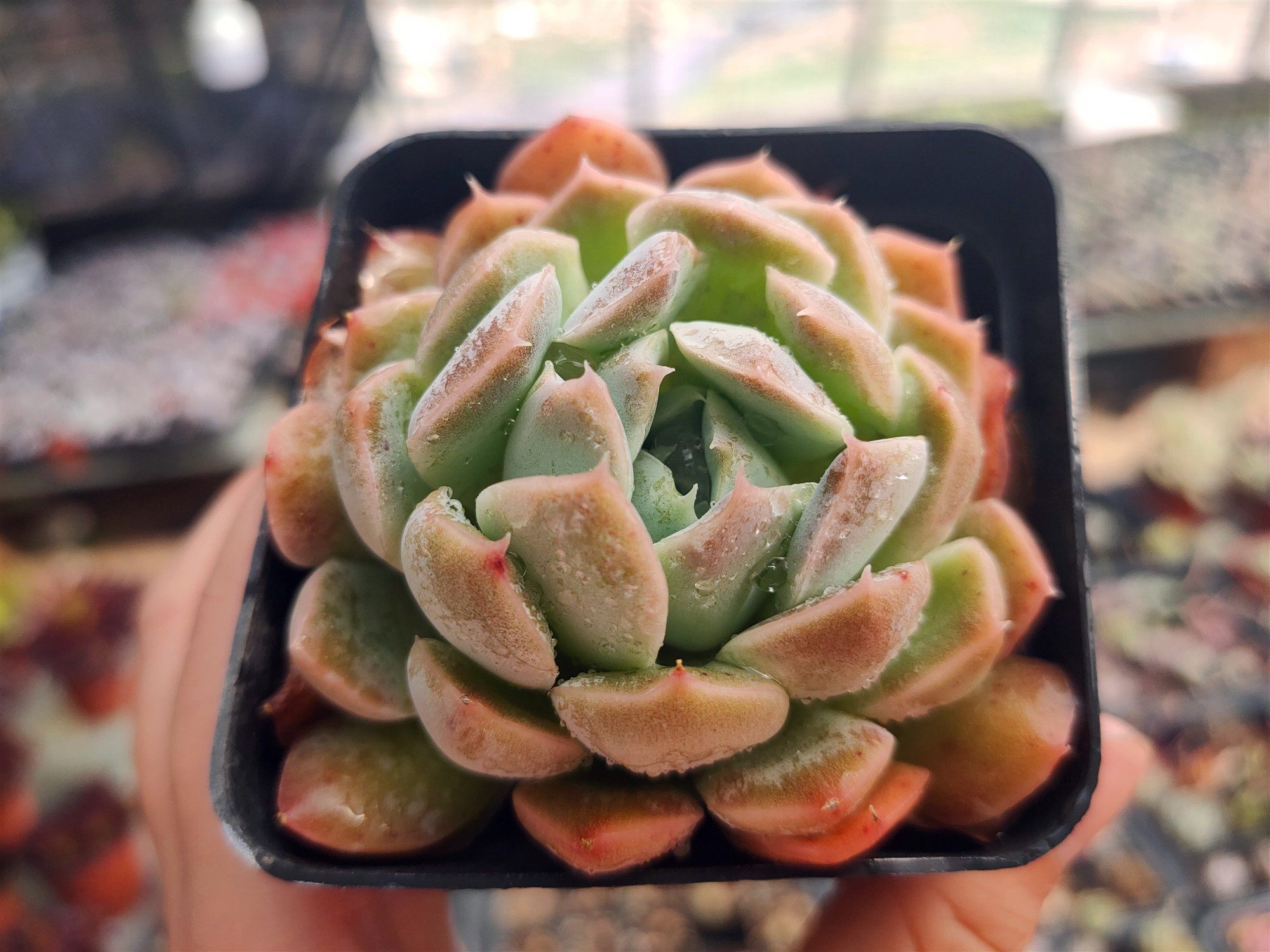 多姿园艺雅典娜多肉植物窗台办公桌绿植盆栽花卉多肉植物