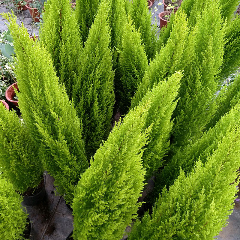 金冠柏大香松盆栽四季芳香绿植多年生阳台庭院绿植