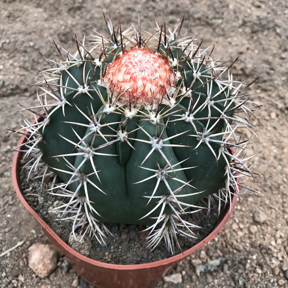 绿植层云卷云仙仙人桌面防辐射小盆盆栽多肉植物多肉植物