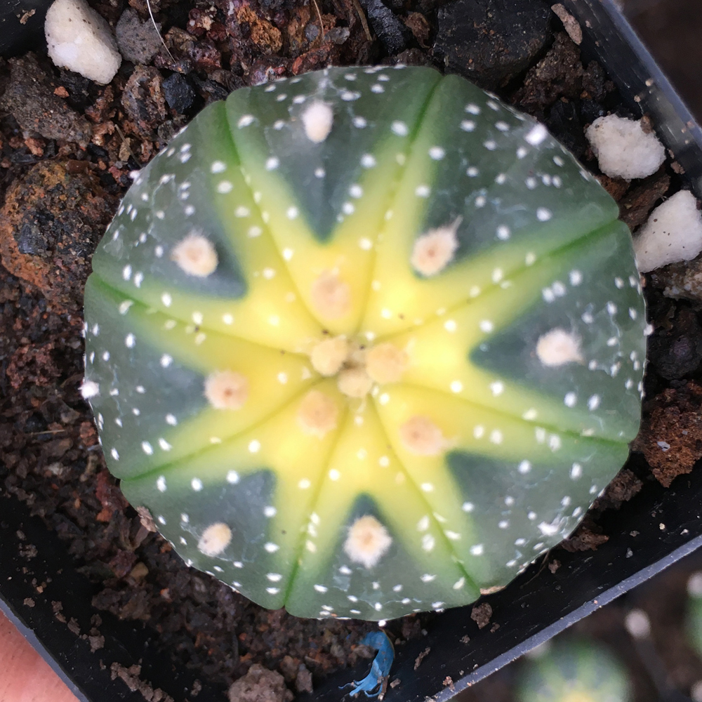 仙人星兜实生药锦有颜色开花防辐射办公室多肉植物多肉植物