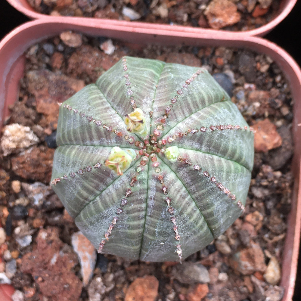 植物布纹球单头缀化多肉一物一拍大戟科无刺开花多肉植物