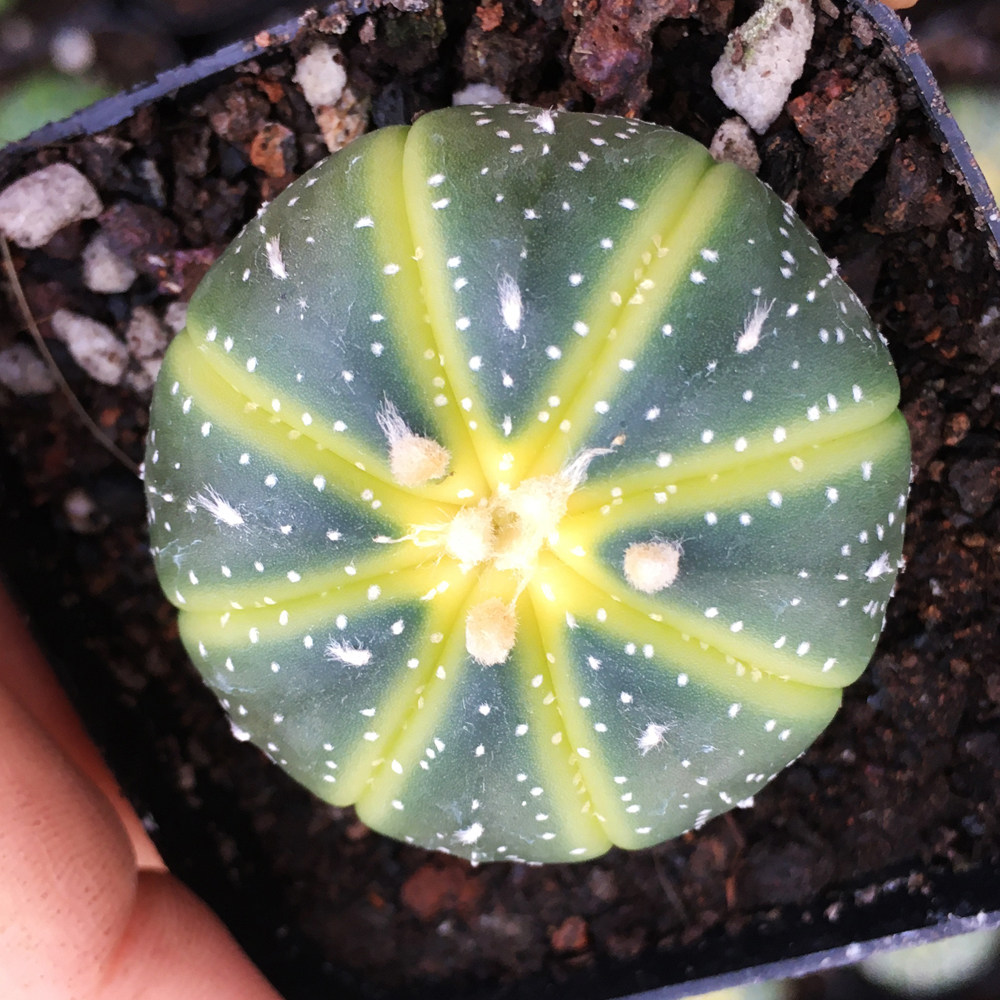 仙人星兜实生药锦有颜色开花防辐射办公室多肉植物多肉植物