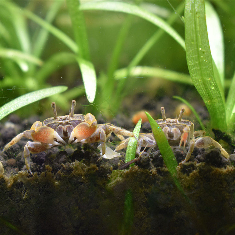 将军蟹迷你蟹辣椒蟹相手蟹观赏迷你蟹螃蟹观赏蟹活体吃虫除藻包邮