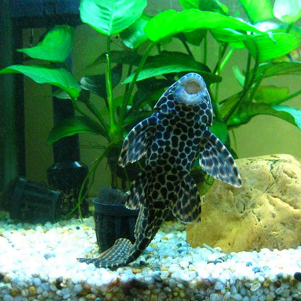 活体观赏鱼清洁洁鱼清道夫吃鱼粪便垃圾藻吃青苔鱼