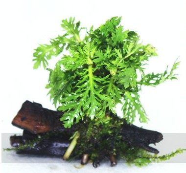水芹鱼缸造景活体水草出口中后后景优质小水水草
