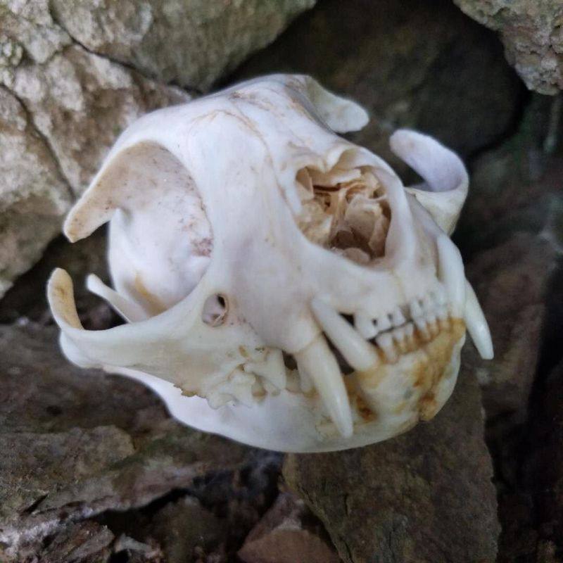 标本头骨十年老猫真骨猫头画材摆件骨骼猫骨造景