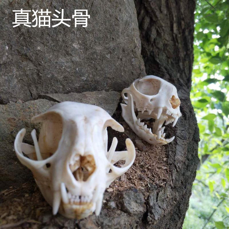 标本头骨十年老猫真骨猫头画材摆件骨骼猫骨造景