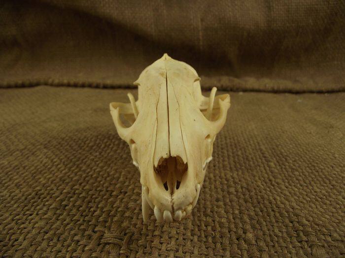 标本头骨骨骼模具狐狸狐狸头摆件动物模型化石摆件