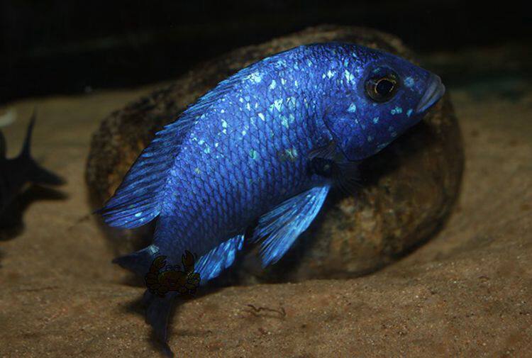 蓝宝石德系进口三湖慈鲷马鲷开花包活热带鱼观赏鱼鱼