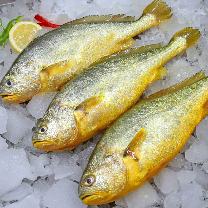 黄花鱼深海冷冻小黄新鲜海鲜水产码头海鱼活急其它