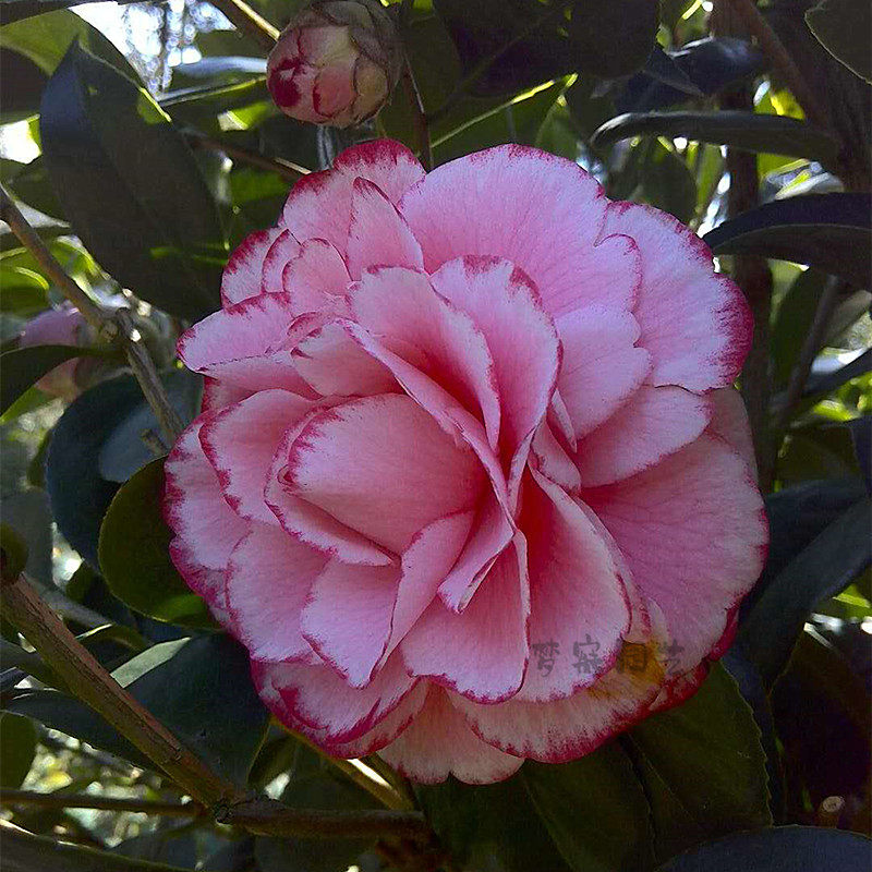 福建精品锦上添花又名西施红唇盆栽茶花花苗室内绿植