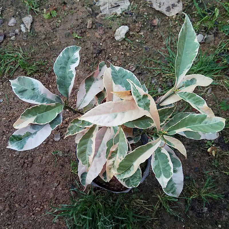 银边叶红背桂紫背精品盆栽室内外植物四季绿植绿植