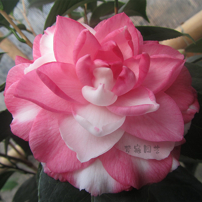 福建精品花卉红尘飞舞干贝贝利盆栽茶花花苗绿植