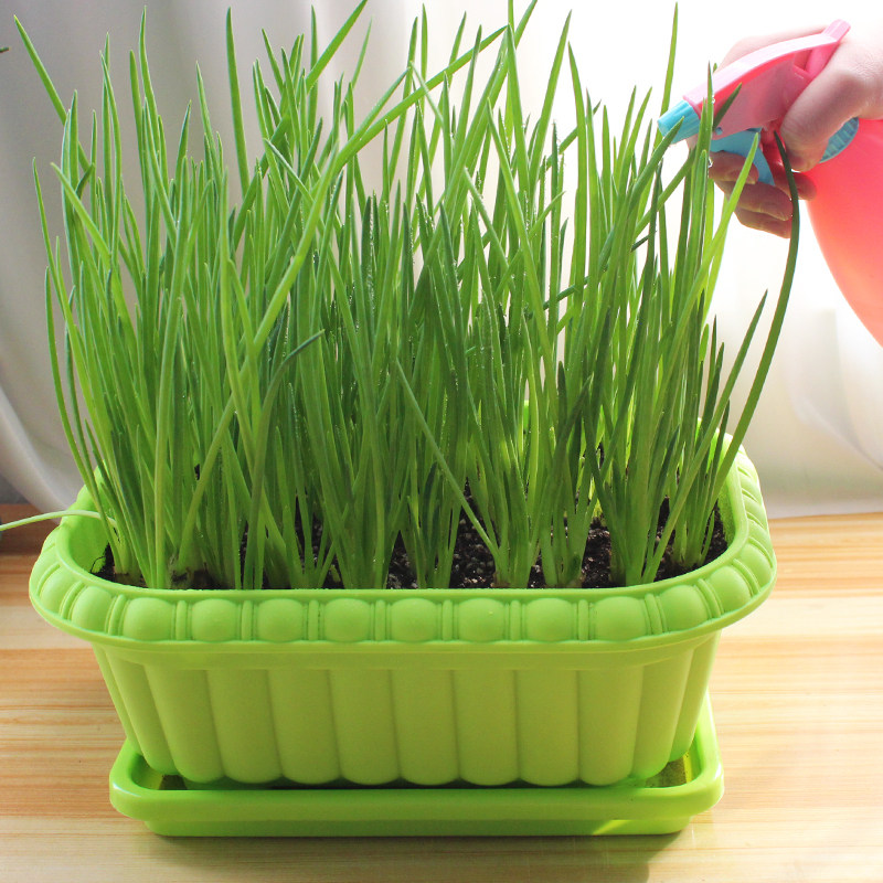 红葱头种子葱种香葱种头苗小香葱籽红头小葱火葱四季阳台盆栽蔬菜