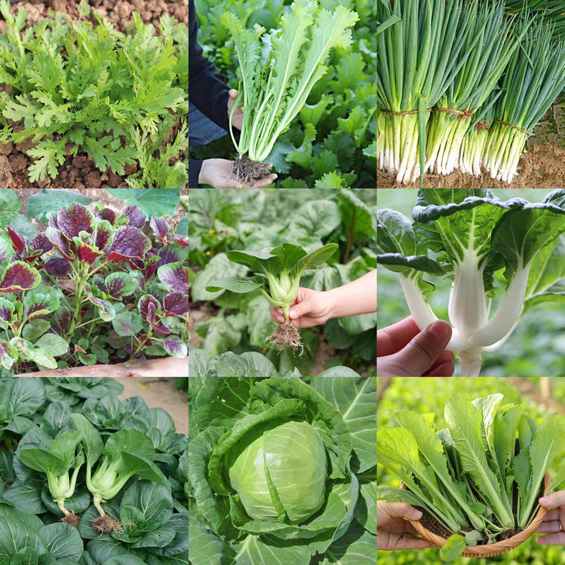 菜籽叶菜蔬菜种子大全四季阳台农家盆栽生菜家庭园艺种子