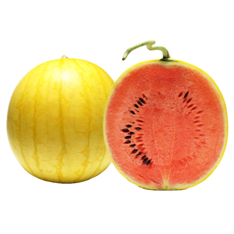 日本金玲珑西瓜种子礼品型黄皮红瓤小西瓜种籽春季家庭园艺种子
