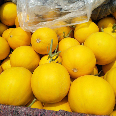 伊丽莎白3号黄皮甜瓜种籽香瓜种孑早熟春季四季瓜果家庭园艺种子 原价