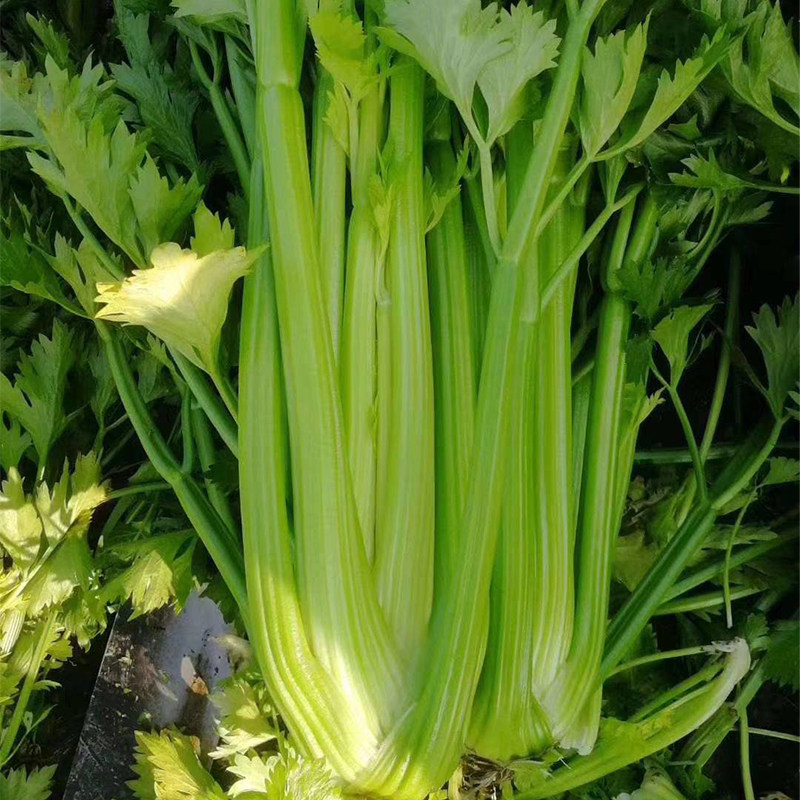 芹菜种子文图拉西芹香芹籽种春季四季盆栽菜苗家庭园艺种子