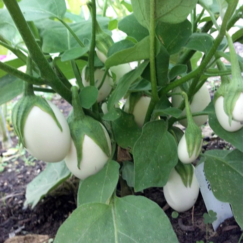 白茄子菜苗蔬菜观赏茄苗盆栽四季种苗茄蛋鸡蛋家庭园艺种子