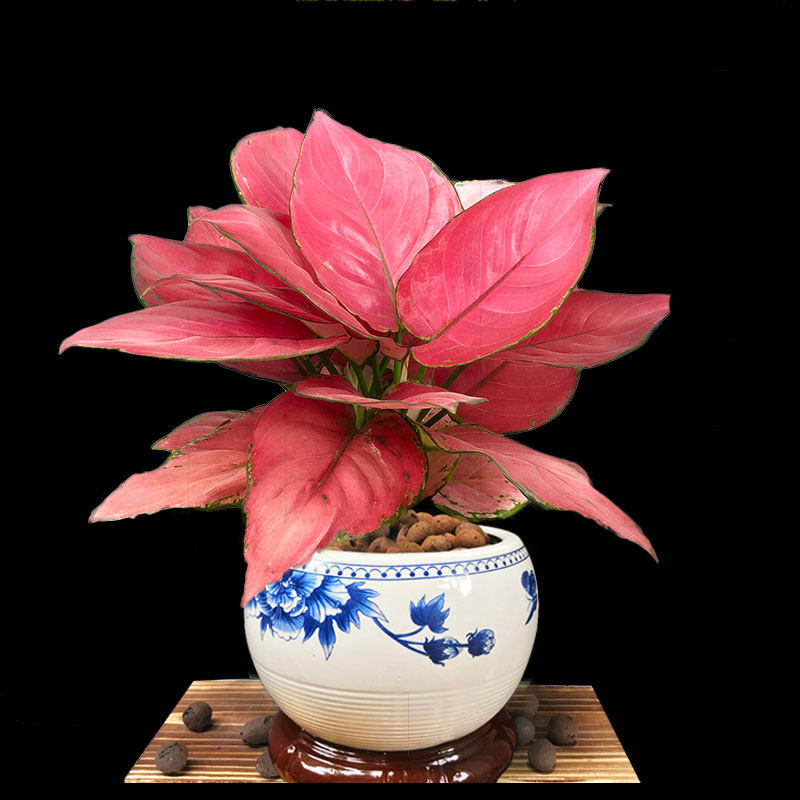 皇后如意花盆盆栽植物万年红室内大红红色四季绿植