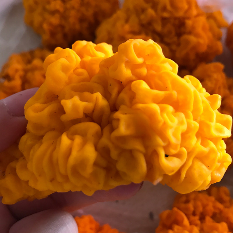 金耳菌新鲜黄金500g银耳云南特产野生蘑菇食用菌银耳