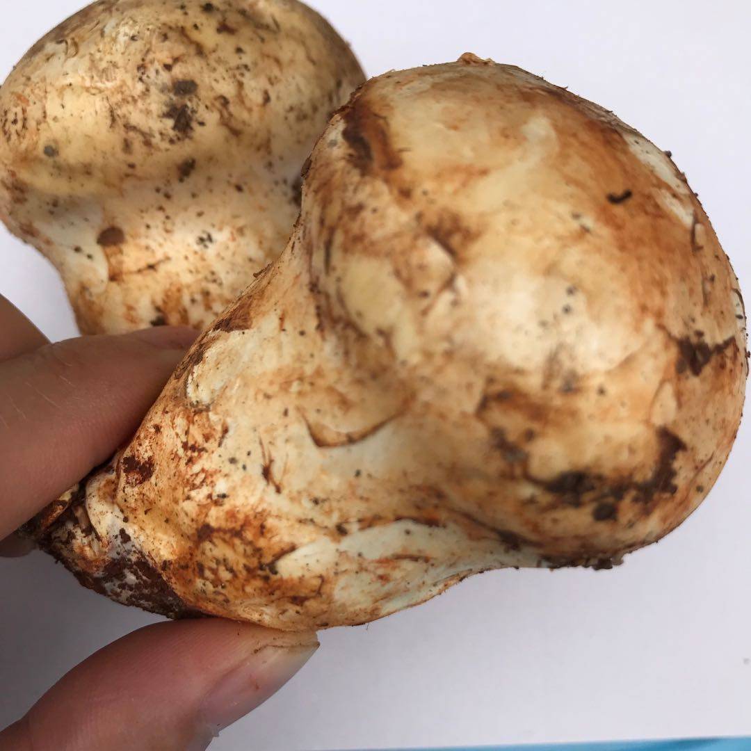 新鲜野生老人头500克松苞云南土特产蘑菇特级雪山松茸