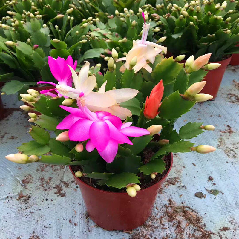 盆栽仙指兰假昙带花苞室内花卉仙人掌办公室桌面时令草本花卉