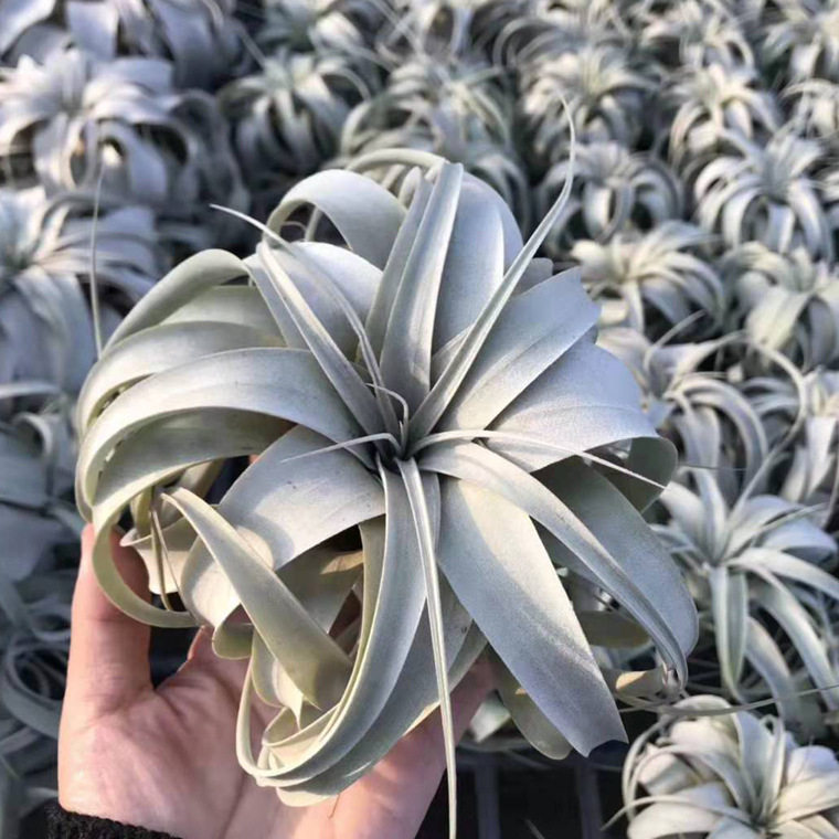 空气凤梨巨无霸卷叶霸王大型品种送人好养无土植物绿植花卉盆栽