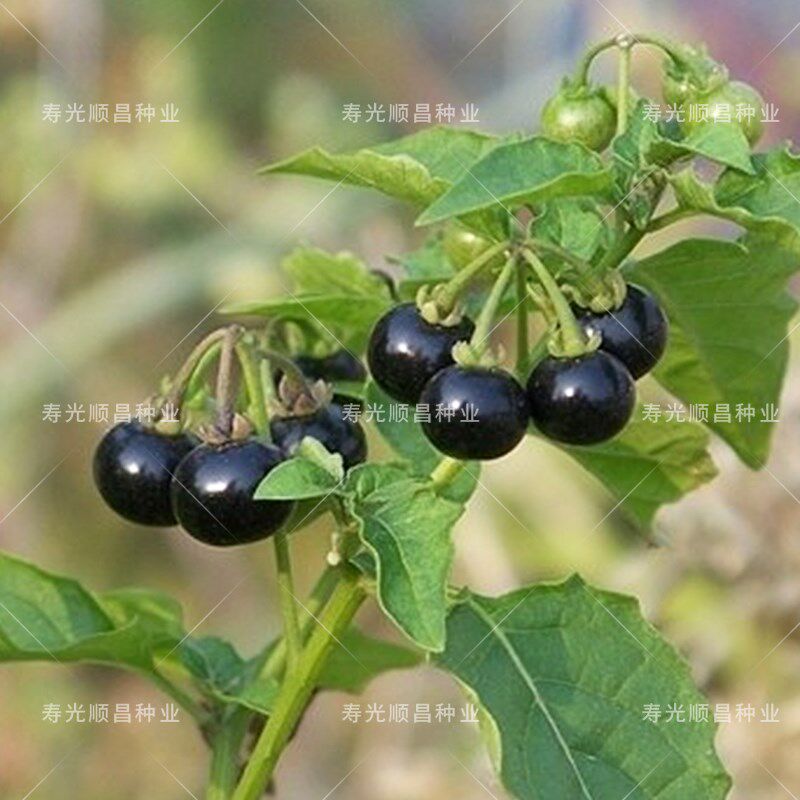 野生黑加仑黑天天天野果野菜菜籽山葡萄龙葵东北包裹袋