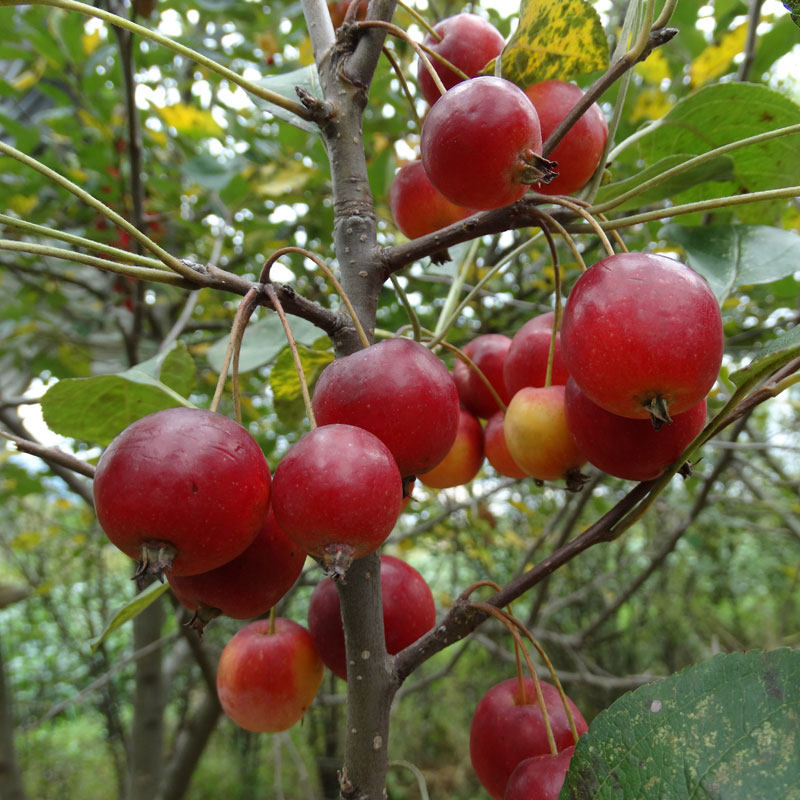 海棠棠果丽江农家新鲜干货孕妇天然酸甜零食其它干货